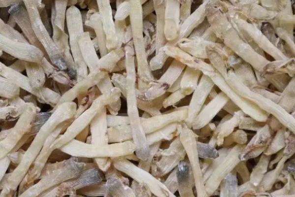 湛江沙虫干的价格，总体价格为500-800元左右/斤