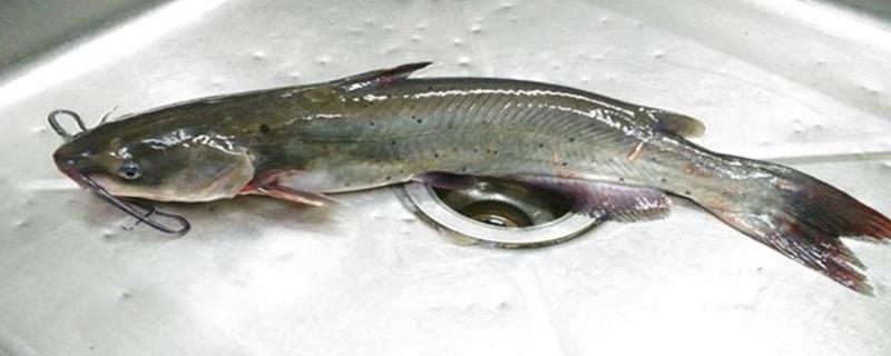 黔鱼是什么鱼，是北美洲主要的鲶鱼品种