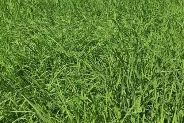 农田有哪些常见的杂草，包括稻稗草、千金子、水莎草、鸭舌草等种类