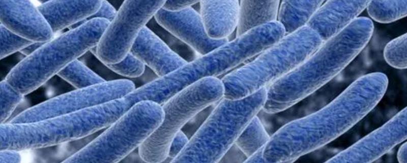 硝化细菌是什么，是常见的一类好氧性细菌