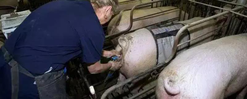 给母猪输精的方法，不能多次使用一次性输精管