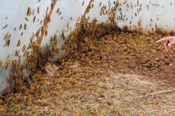 蚂蚱的养殖方法，平时投喂嫩草、嫩菜叶即可维持生长