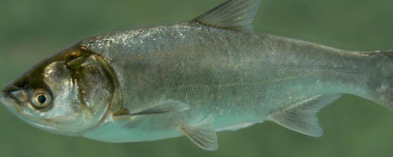 什么是鲢鱼，也叫白鲢、属于鲤科淡水鱼类