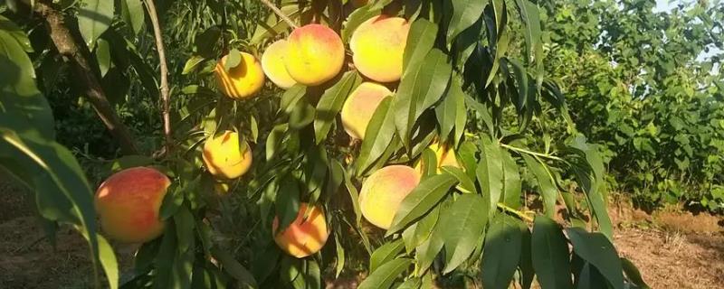 黄桃的科学果园管理技术，施肥原则是薄肥勤施