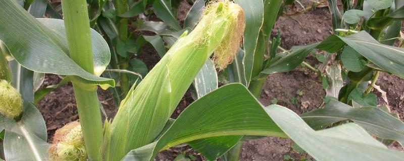 哪种玉米可以生产爆米花，主要使用爆裂玉米这一品种