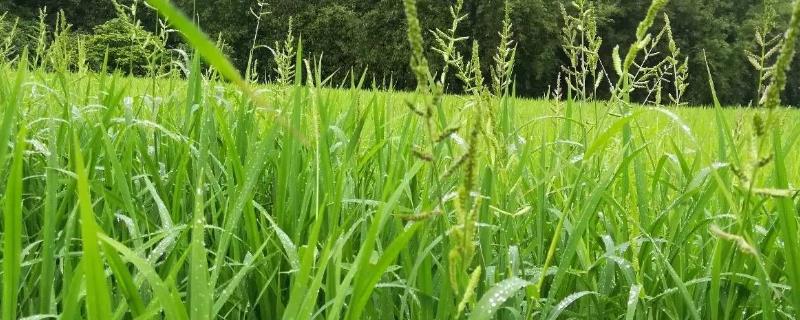 农田有哪些常见的杂草，包括稻稗草、千金子、水莎草、鸭舌草等种类