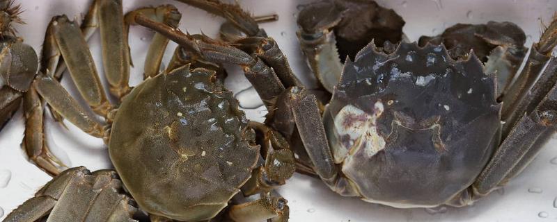 螃蟹死亡时间在24小时以内能否食用，主要取决于螃蟹所处环境的温度