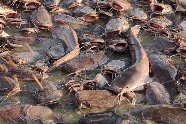二根胡须的鲶鱼是什么鱼，通常被称为“土鲶”
