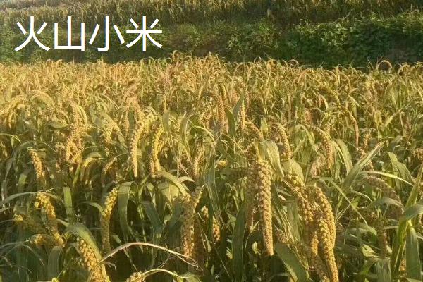 山东昌乐县的特产，昌乐西瓜有200多年种植历史