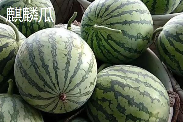 西瓜有哪些常见品种，包括麒麟瓜、黑美人瓜、无籽西瓜等种类