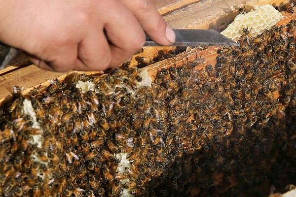 养殖蜜蜂的好处，具有投资小、效益高、管理简单等优点