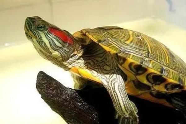 什么是古巴彩龟，属于泽龟科、彩龟属爬行动物