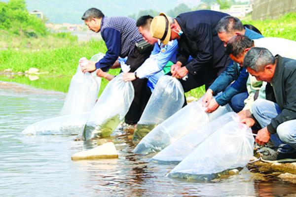 墨鱼怎么养殖，选择合适的海域之后可用网箱养殖