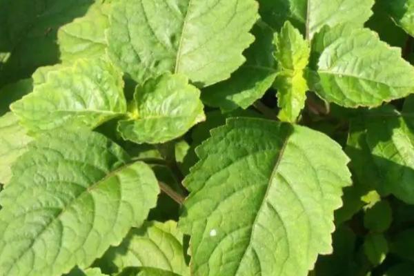 广东种植哪些药材能挣钱，可种植砂仁、益智、广藿香等品种