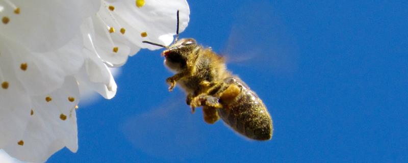 中蜂奖励饲喂要喂几天，一般是60天甚至更长