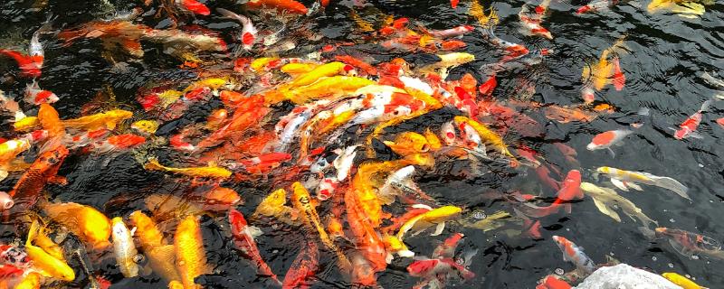 中国北方常见的淡水鱼品种，这7种最为常见