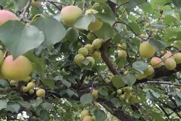杏树的坐果率为什么很低，可能是品种质量差、环境不适、管理不当等原因所导致