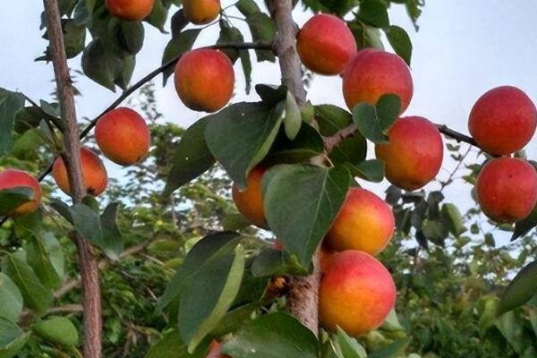 杏树的坐果率为什么很低，可能是品种质量差、环境不适、管理不当等原因所导致