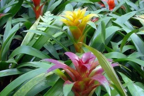什么是凤梨花，属于凤梨科多种常绿草本植物的统称
