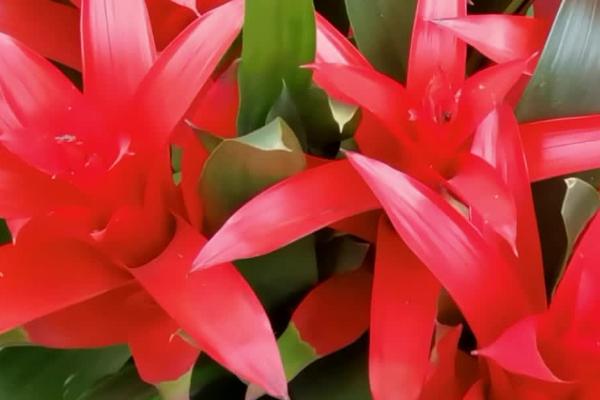 什么是凤梨花，属于凤梨科多种常绿草本植物的统称