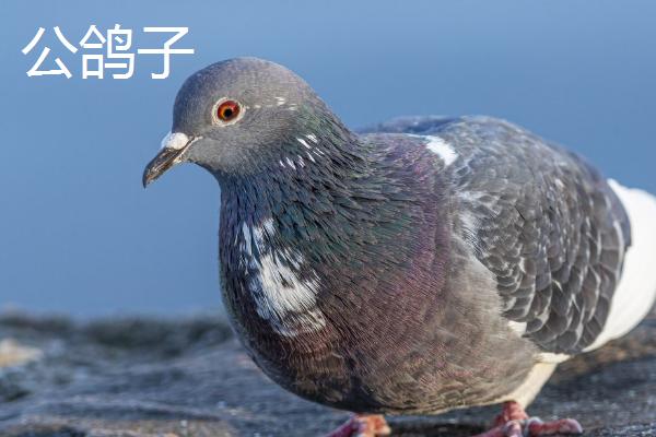 鸽子怎么分公母，常用这4种方法