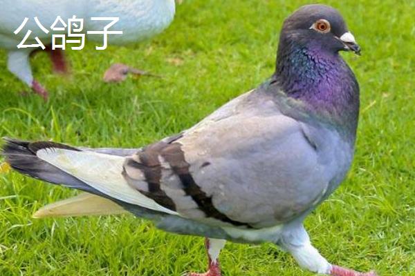 鸽子怎么分公母，常用这4种方法