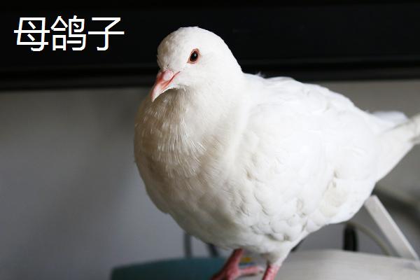 鸽子怎么分公母，常用这4种方法