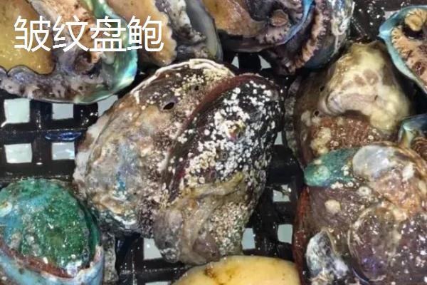 什么品种的鲍鱼苗好，常见这6种