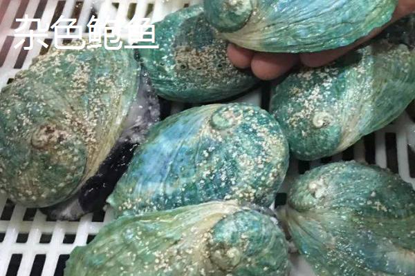 什么品种的鲍鱼苗好，常见这6种