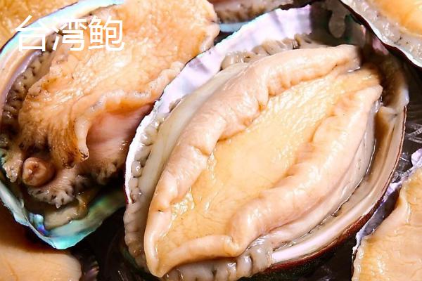 什么品种的鲍鱼苗好，常见这6种