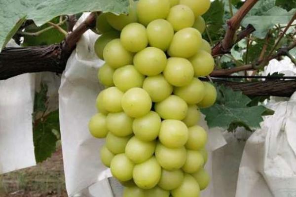阿捷玫瑰葡萄的优缺点，果实品质好但生长周期较长