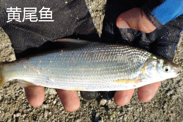 黄尾鱼的价格，一斤需要12-20元左右