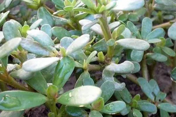 马齿苋的特征，茎呈圆柱形紫红色、叶片扁平呈倒卵形
