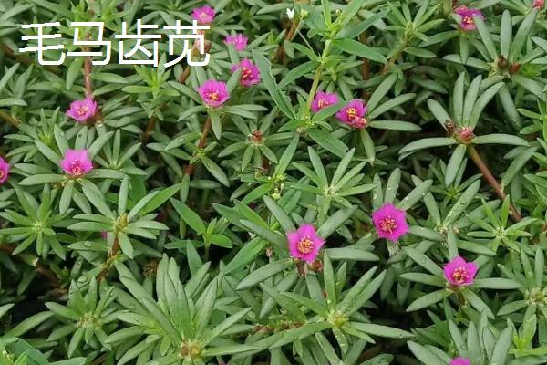 马齿苋的特征，茎呈圆柱形紫红色、叶片扁平呈倒卵形