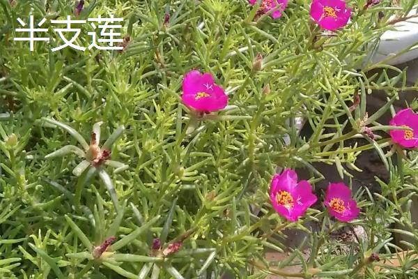 马齿苋的特征，茎呈圆柱形紫红色、叶片扁平呈倒卵形