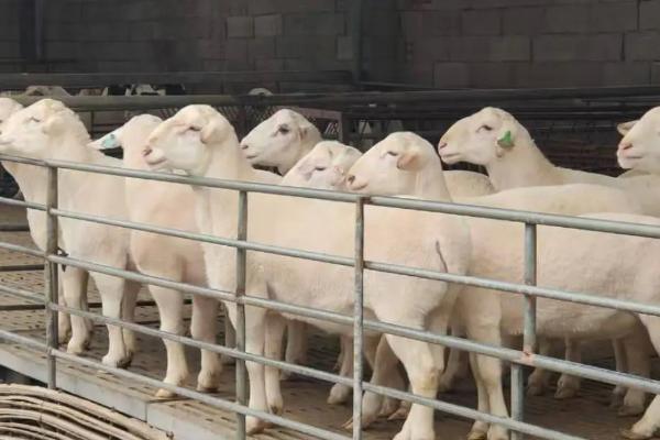 春季绵羊饲养管理技术，除怀孕母羊外的羊群集中驱虫1次