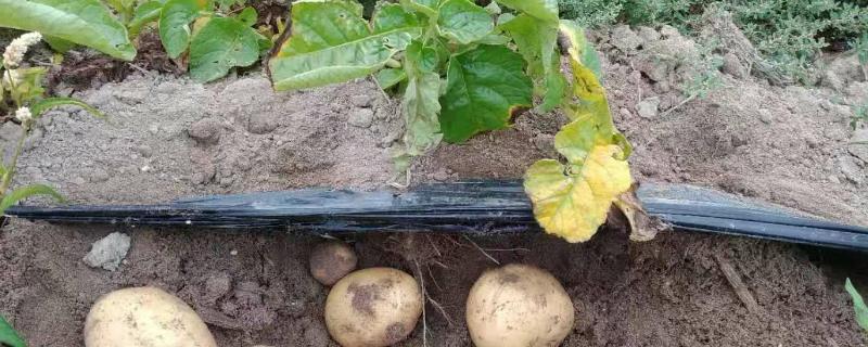 土豆只长秧不结薯怎么办，首先选择脱毒、极早熟或早熟的优良品种