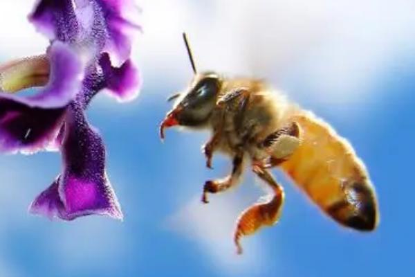 蜜蜂的基础认知，属于社会性群居昆虫