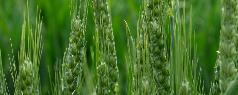 鑫瑞麦38小麦种子简介，科学及时防治病虫害