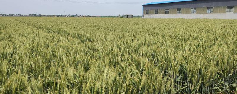 盈亿165小麦种子简介，每亩底施二铵30千克