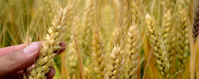 石麦33小麦种子介绍，该品种属半冬性中早熟节水品种