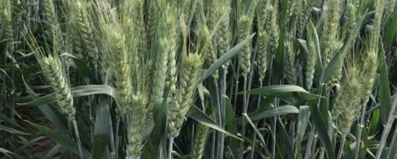 河农113小麦种子特点，该品种属冬性中熟品种