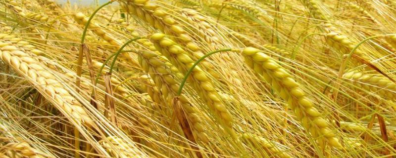 兰德麦709小麦品种的特性，足墒播种