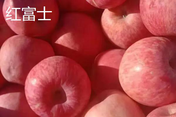 有哪些好吃的苹果新品种，包括福星、瑞雪、蜜脆等种类
