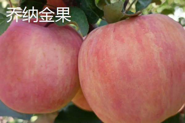 有哪些好吃的苹果新品种，包括福星、瑞雪、蜜脆等种类