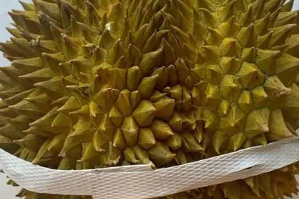 榴莲的英文名称，英文名是durian