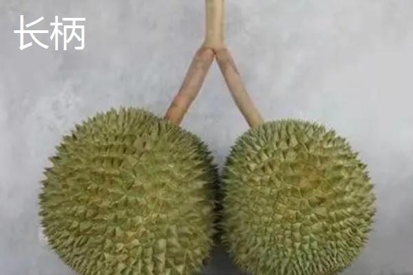 榴莲的英文名称，英文名是durian