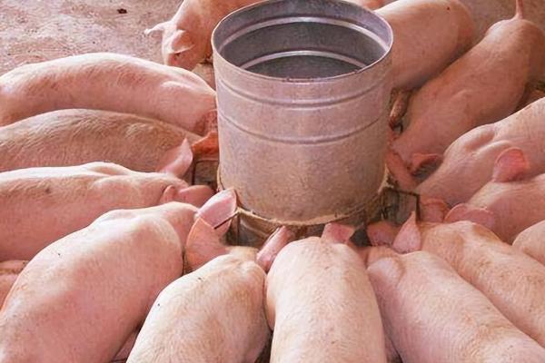使用乳猪教槽料的原因，可缩短乳猪哺乳期、提高母猪的繁殖效率