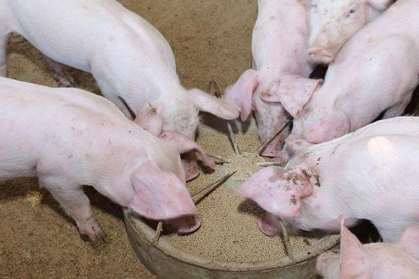 使用乳猪教槽料的原因，可缩短乳猪哺乳期、提高母猪的繁殖效率