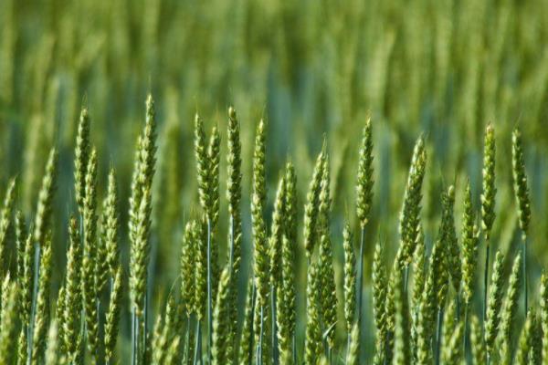 尧麦33小麦品种的特性，生育期231天